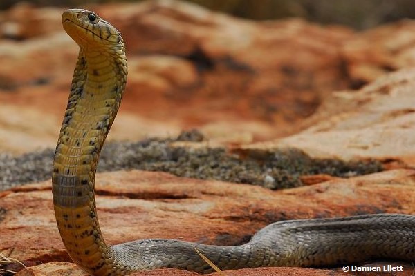 African Saw Scaled Viper Echis_ocellatus_from_Ghana
